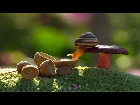 Magical World Of Mushrooms