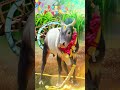 Pongal Wishes With Song Happy Pongal Whatsapp Status Tamil Happy Pongal