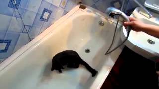 Смотреть онлайн Черный кот обожает принимать душ