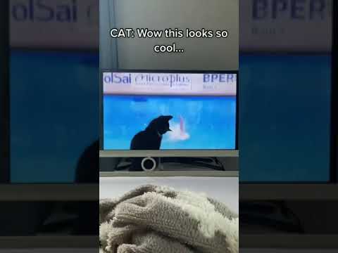 cat and dog shows their tricks😱😱😱😱😱😱😱😱😱😱😱😱 | 2023 pets videos | talented pets | #cuteandfunnypets78