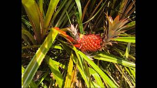 Prime Acreage with Income Potenial