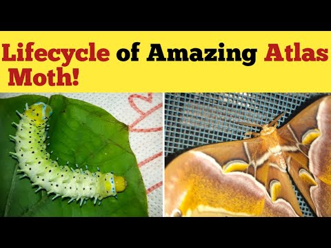 Lifecycle of  Amazing Atlas Moth! | life cycle of silkmoth | moth life cycle
