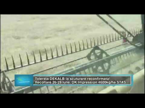 Toleranta DEKALB la scuturare reconfirmata! DK Impression- JD Agro Cocora