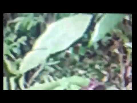 Miniatura de Recopilacion de los mejores videos sobre el caso de Varginha en Brasil - Filmaciones originales y relatos de los testigos - un caso de 1996 confirmado por militares, policias y lugareños de la zona de Varginha