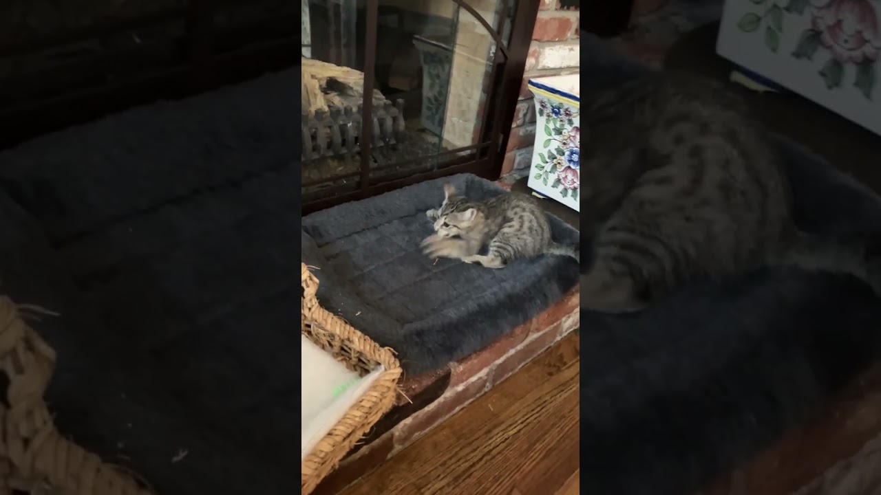 Enlarge Dexter, a Adoptable mixed breed in Santa Cruz, CA video 3/3