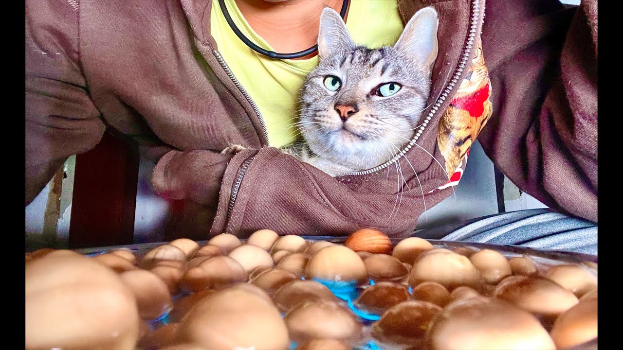 🔴みなさんこんばんは寝過ごした😴Cat Water ASMR Live