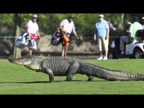 image-How did tripod the crocodile lose his leg?