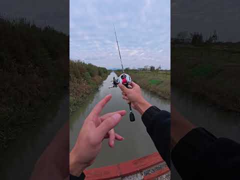 Cần câu lure máy ngang UL - kỹ thuật câu lure #fishing #shorts