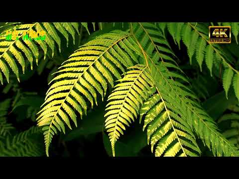 Natural Flower & Relaxing Walk in the Rain, Umbrella and Nature Sounds for Sleep and Relaxation