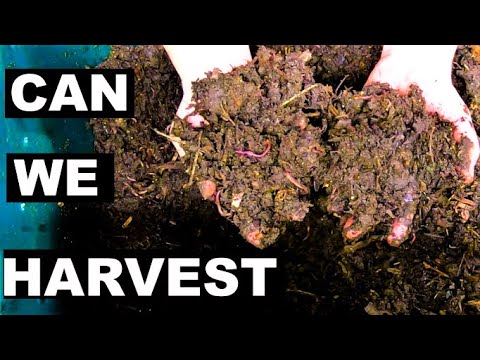 Outside Worms Compost Bin- Is it time?