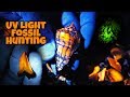 Finding Fluorescent Fossil Shells w/ CRAZY Patterns, Shark Teeth and Crystals in Florida (UV Lights) Finding Fluorescent Fossil Shells w/ CRAZY Patterns, Shark Teeth and Crystals in Florida (UV Lights)