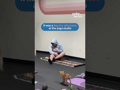 Touching Moment Between Man and Rescued Puppy During Yoga Session