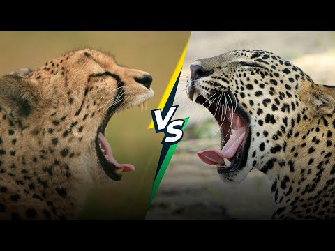 The Difference Between Leopard and Cheetah: A Detailed Comparison
