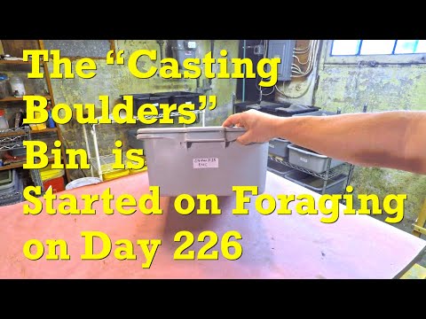 ENC worms in "castings boulders" get final ping-pong feeding & begin foraging - vermicompost