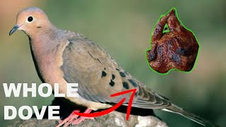 Dove Hunting Texas {Catch Clean Cook} WHOLE DOVE!