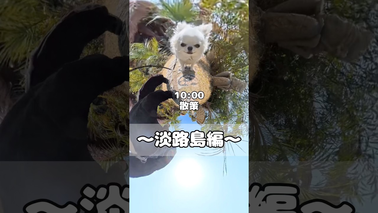 360度カメラで見てみたいシーン募集中#チワワ