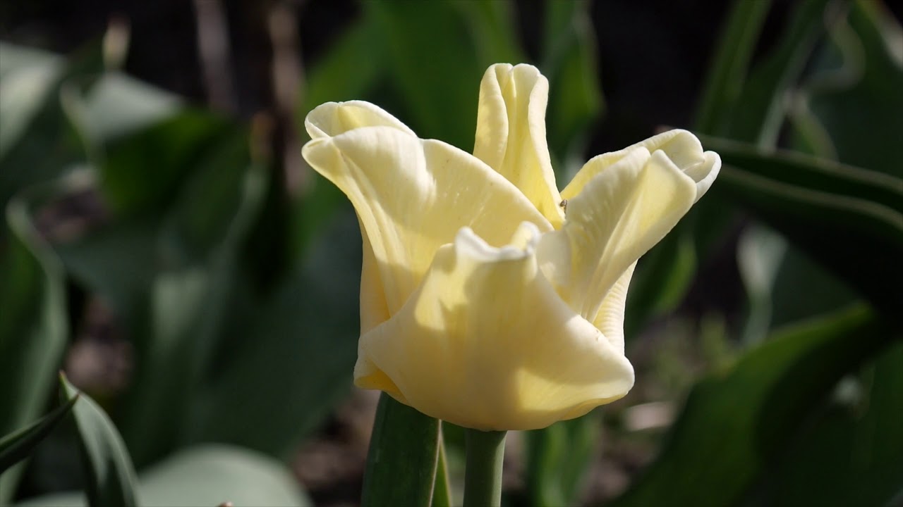 Yellow Crown