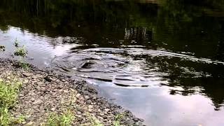 preview picture of video 'Salmon Fishing Ireland 2013  End of Season '