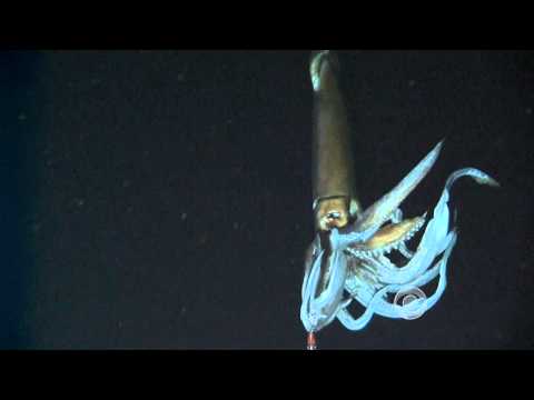 Scientists film giant squid in its natural habitat