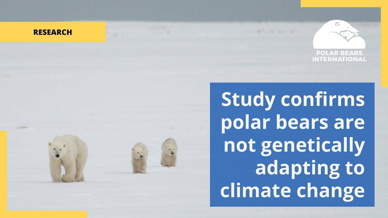 Study confirms polar bears are not genetically adapting to climate change