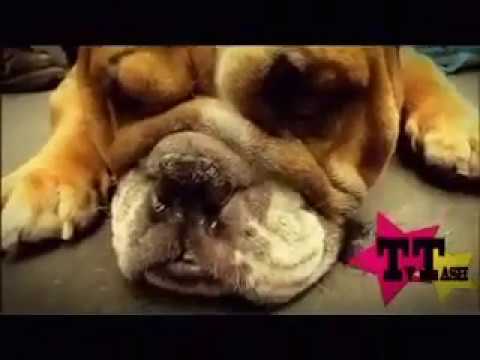 NÓRD - Artiste domestique (Clip Officiel)