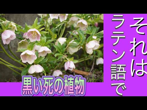 クリスマスローズの世話: 最もよくある 3 つの間違い 植物