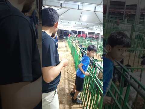 exposição Belém do Piauí #expor #piaui #nordete #viraliza @Ratinho