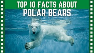 Top 10 Interesting facts about Polar Bears| Top 10 Clipz