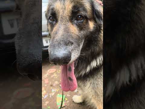 my don and oreo adda friends