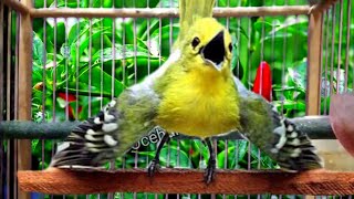 Download lagu CEPAT ATAU LAMBAT SIRTU JENIS APAPUN PASTI AKAN IKUT EMOSI DENGAR TERIAKAN SIRTU INI!. mp3 Download lagu CEPAT ATAU LAMBAT SIRTU JENIS APAPUN PASTI AKAN IKUT EMOSI DENGAR TERIAKAN SIRTU INI!. mp3