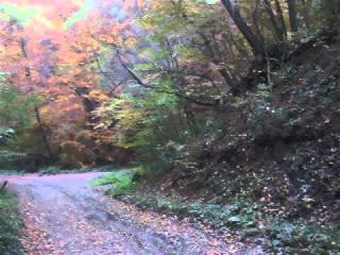 Drumul care leagă Coşteiu de Sus de Bulza