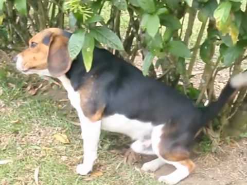 El placer de rascarse del perro de Juan Diego