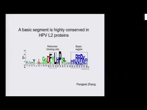 ami az orvoslásban hpv-t jelent