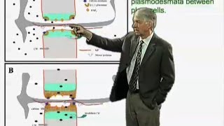 Tobacco mosaic virus - Roger Beachy (Donald Danforth Plant Science Center)