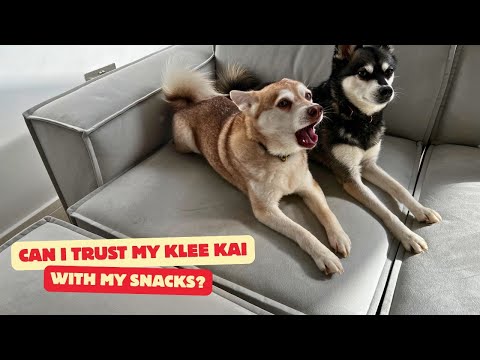 Can I trust my Klee Kai alone with my favorite snacks? 👀😂