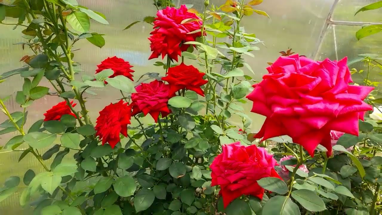 #розы / 2023г. Чайно-гибридная роза Дам де Кёр. Первая волна цветения.