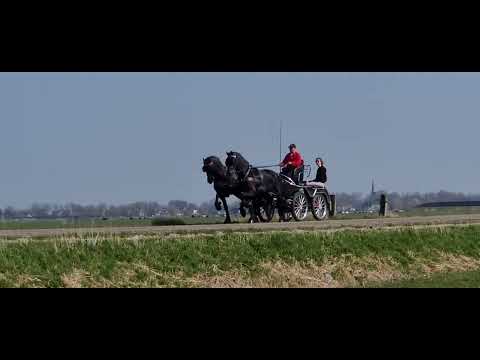 Stal Okkema's pair of Star Stallions - L: Eelke & R: Hidzer