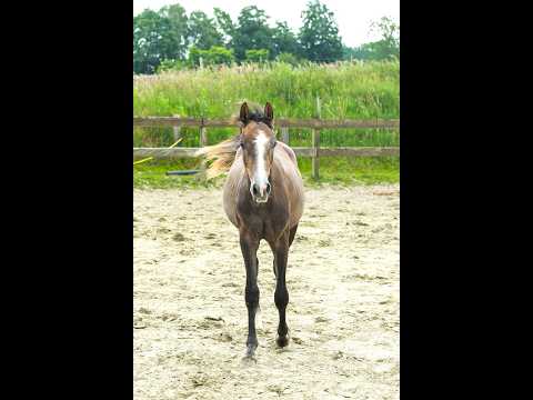 Kumpinorde van de Pluum ☆ (KOOL BLUE x WILFRED) - Video 2 video thumbnail