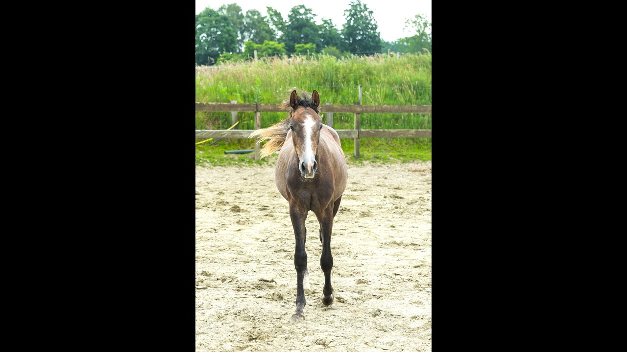 Kumpinorde van de Pluum ☆ (KOOL BLUE x WILFRED) video 1