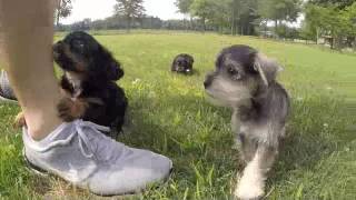 Schnauzer & Cavalier Puppies