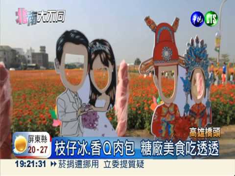 花海淹橋頭 波斯菊.向日葵怒放