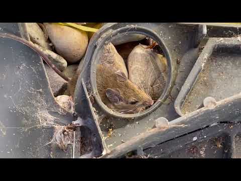 Mouse Feeding on the Bait in Princeton Junction, NJ