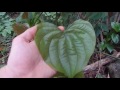 An Unknown Dioscorea: Plant Geeks, Please Help! Dioscorea basiclavicaulis?