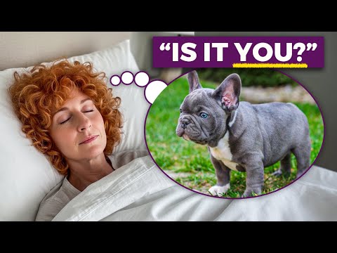 6 Weird Signs That Prove Your Pet is Visiting from the afterlife