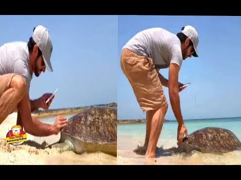 Sheikh Hamdan releases turtle at Dubai beach