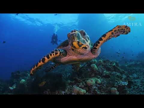 Amira Liveaboard video