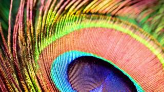 Slowdive - Shine (Late Night Tales: Friendly Fires)