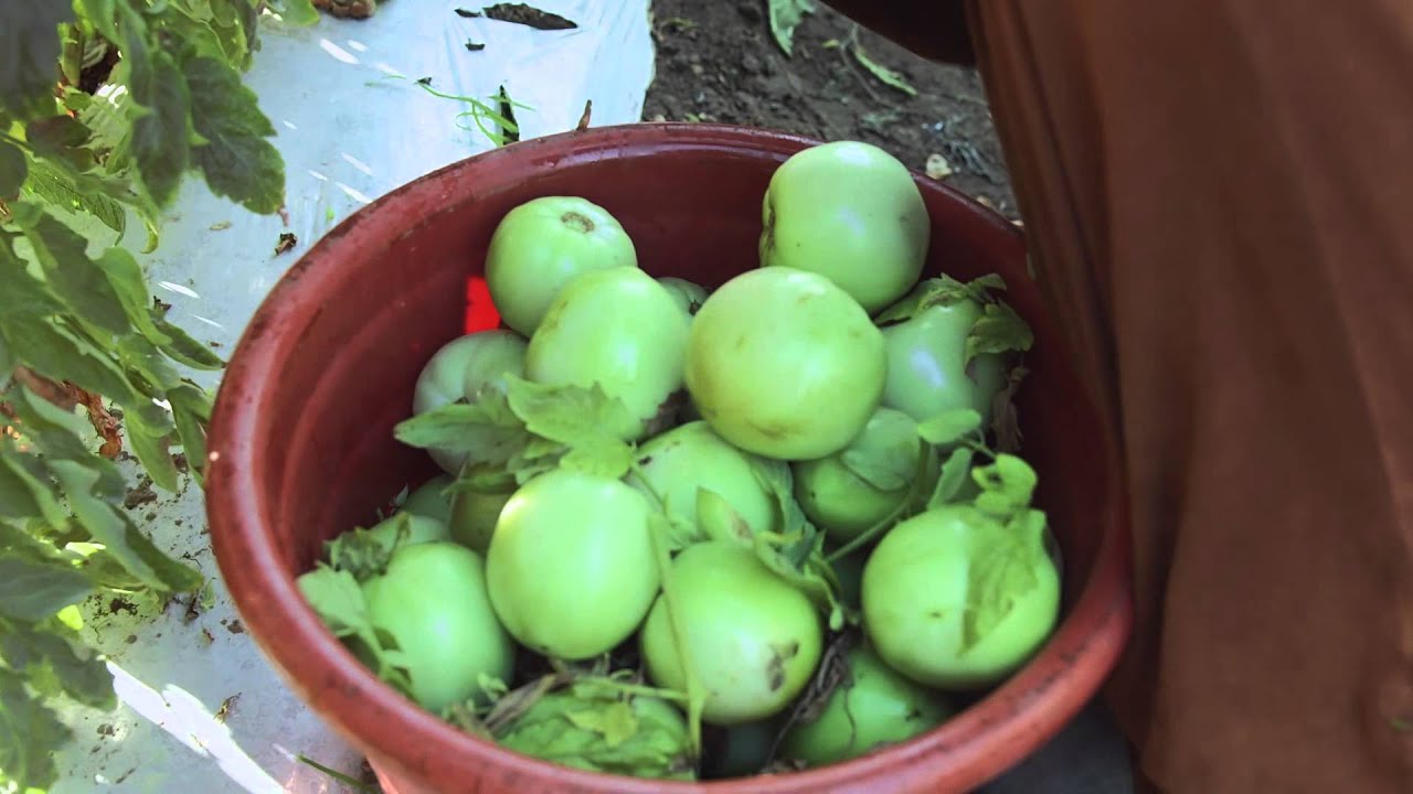 Puerto Rico Tiene Tomates: Capítulo 2