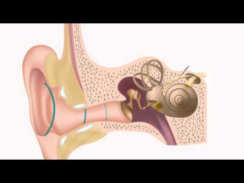 Funcionamento do ouvido humano.