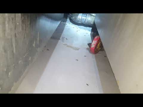 Massive Cockroach Infestation in Red Bank, NJ